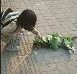 搞笑gif趣图有没有想要做伴郎的,这样的伴娘团不知道谁能治得住
