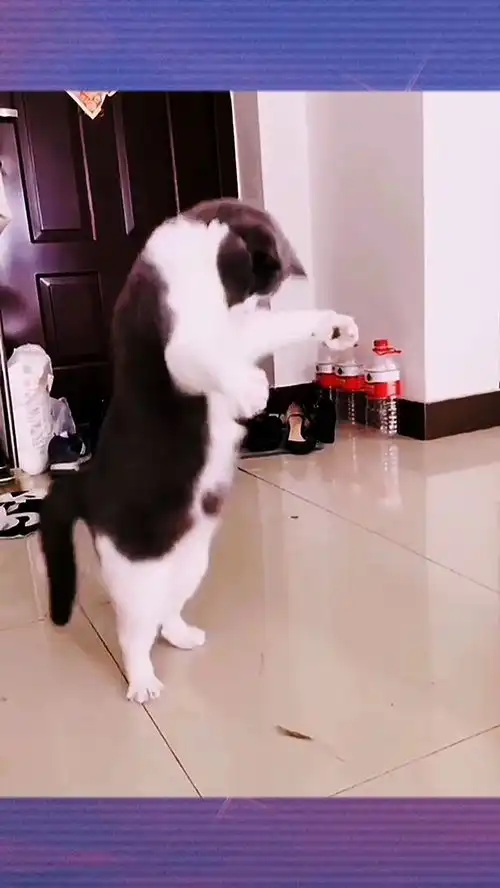 搞笑的猫咪
