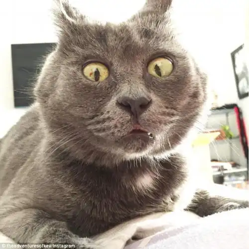 俄罗斯蓝猫惊恐脸走红网络
