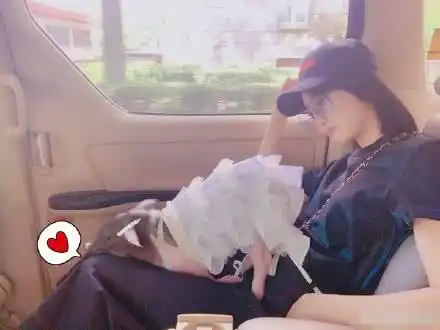 爆笑宋茜宠物猪又长大了,照片体型惊人,网友调侃可以骑猪出门
