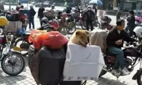 春运摩托车大军中主人给狗狗留个位置,养十年了,带它回家过年
