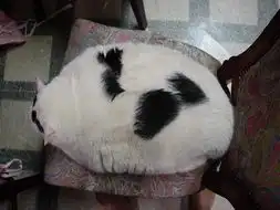 发几张可爱的猫图又加了可爱的歌
