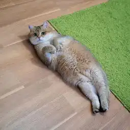 俄罗斯网红猫hosico圈粉百万网友ps恶搞太空箱中乖巧萌照
