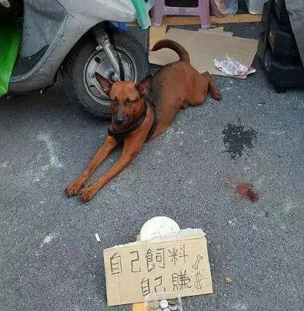 搞笑gif段子说出来你们可能不信,我看到一群猪,在游乐场游泳呢
