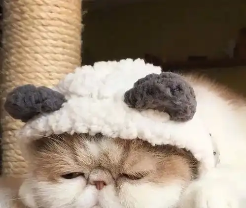 为什么很多人养了加菲猫就后悔原因有4点
