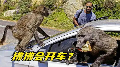 毁三观的狒狒,动物界的偷娃狂魔,经常跑到人类家里搞破坏
