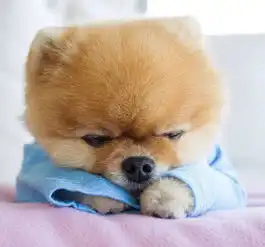 可爱又搞笑的萌狗图片大全养一只我吧保证很乖
