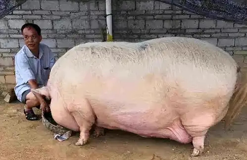 如果猪一辈子没被杀,能活几岁呢老汉饲养猪王,死亡时重达1吨
