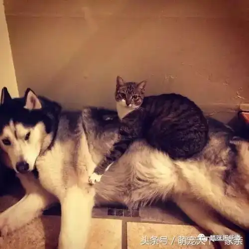 幽默搞笑爸爸听了之后重新打了一遍手语
