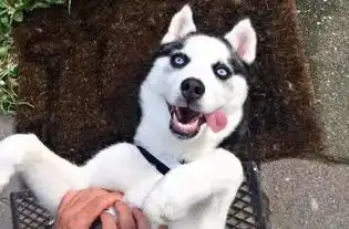 不同物种的自我疗愈人的眼泪猫的撒娇鱼的爱和二哈的拆家
