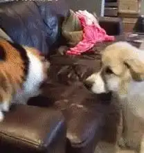 猫狗双全是怎样一种体验
