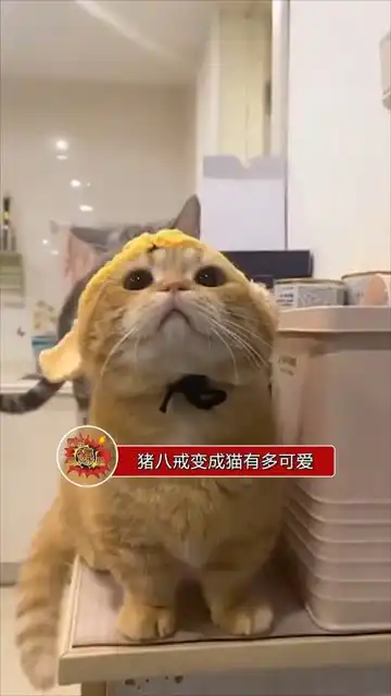 猪八戒变成猫有多可爱,就是不知道还能不能保护师父取经
