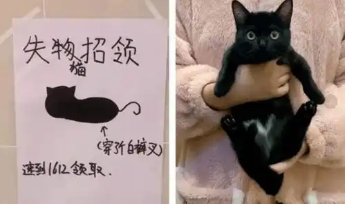 猫丢了后,出现了灵魂画手,其中的秘密只有主人明白
