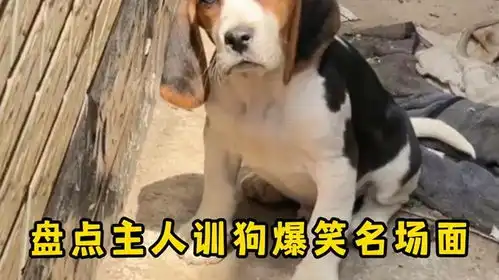 盘点主人训狗爆笑名场面狗子被怼到无语,心思全写在脸上了
