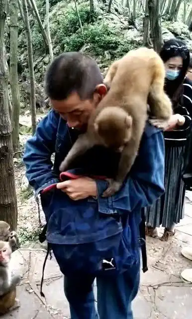 猴山到底好玩吗大叔打开背包后,请原谅我不厚道地笑了
