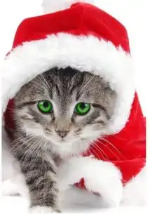 穿红衣服的猫咪图片
