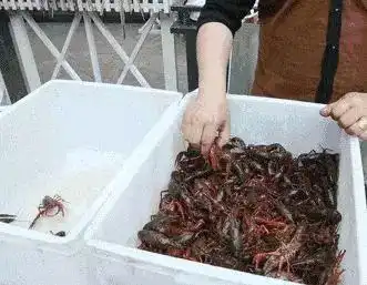 小龙虾重金属超标有寄生虫专家提醒这个部位不能吃
