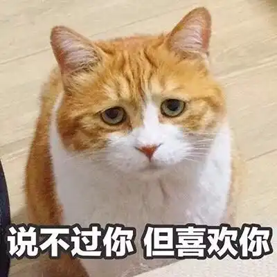 2018最新搞笑动物头像带字好玩我是一只会说话的可爱猫咪
