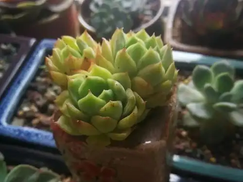 能养出果冻色更好,没状态也不丑的多肉酸橙辣椒,颜色清脆很清新
