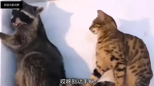 爆笑段子猫你别拍了,快点关闸漏电了
