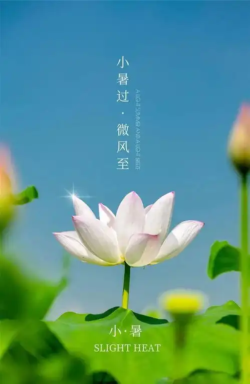 图片文字小暑到,天热防暑,愿你小暑时节自在快乐

