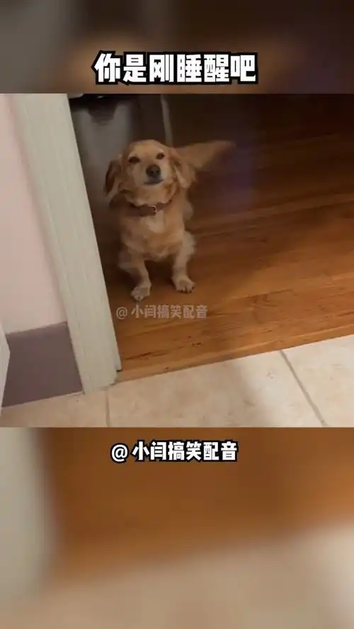 狗子我自己不敢睡搞笑搞笑配音
