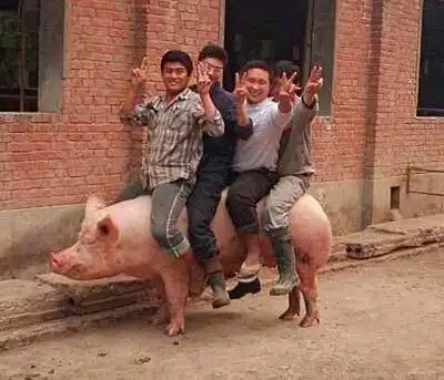每天小开心猪是怎么死的
