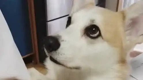 紫薇你睁大眼睛看看我

