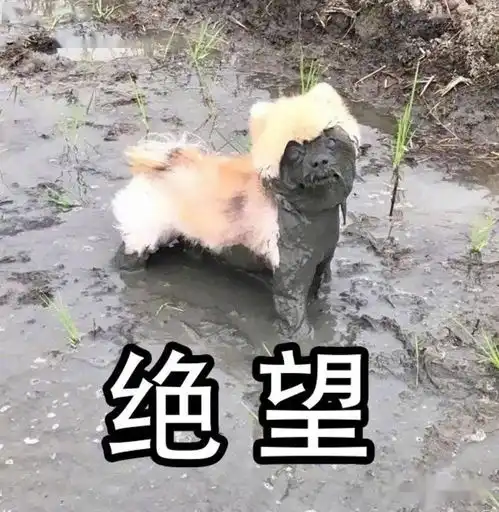 用卡通头像的人没有被骗的价值
