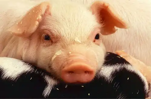 速生鸡瘦肉精告诉你一个不一样的饲料添加剂检测知识
