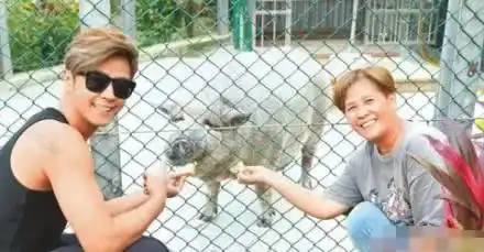 爆笑宋茜宠物猪又长大了,照片体型惊人,网友调侃可以骑猪出门
