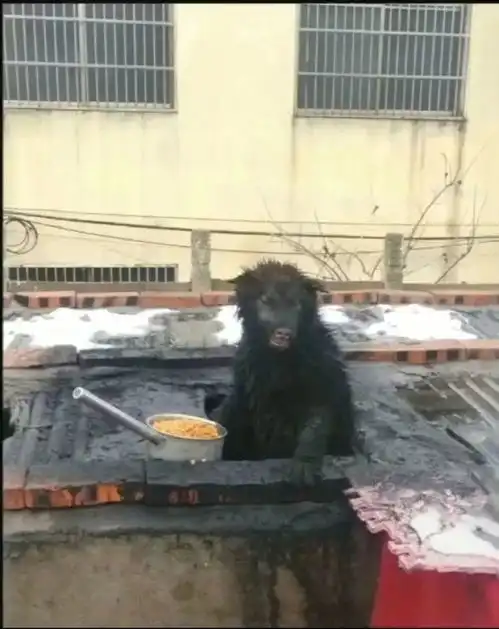 还以为是只野猪呢
