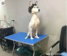 被铲屎官玩坏的主子们,你看到我眼里满满的怨气了吗
