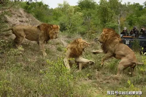 这张搞笑照片的背后,是狮子的生存逻辑,和雄狮对流言蜚语的辩白
