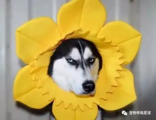 得了抑郁症就养哈士奇虽然病好了但血压又高了
