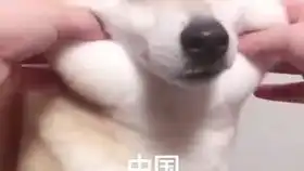 战斗民族行为大赏合集轻松一刻
