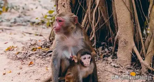 比三亚万宁好玩,颜值高还低调的野生小县城,连海南人都来私藏
