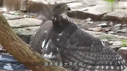 游隼捉了一只布谷鸟,决定啄完毛再吃,下一秒搞笑的画面上演了
