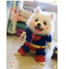 德国人是多么喜欢养宠物

