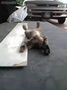 街头懒猫一只
