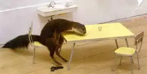 搞笑图片集锦大全
