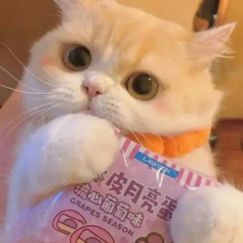 热门热门微博微博萌宠
