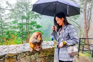 猴王谷看猴勿耍猴,三大纪律八项注意才有趣
