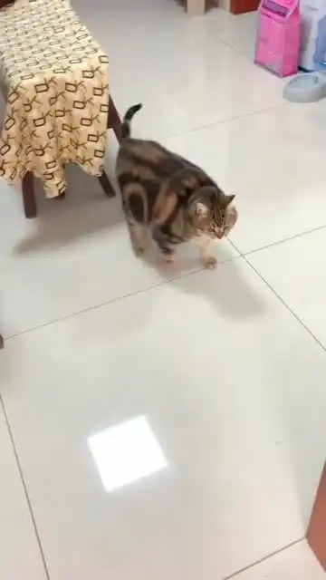 这猫胖子跑起来太搞笑
