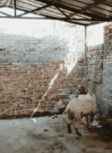 搞笑gif趣图妹子,你还是悠着点,滑板不是这样玩的
