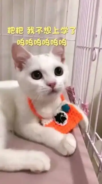 猫咪实力演绎班级的搅屎棍,哈哈,结果太搞笑了
