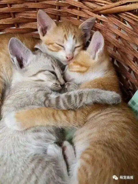 搞笑猫咪照片一箩筐
