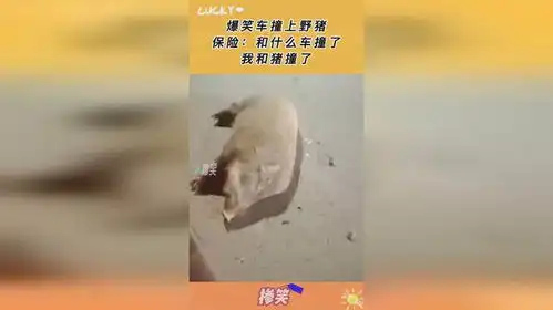 爆笑车撞上野猪,保险和什么车撞了,我和猪撞了
