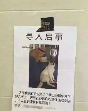 失猫招领跪求领走你家猫,不然我家主子要疯了
