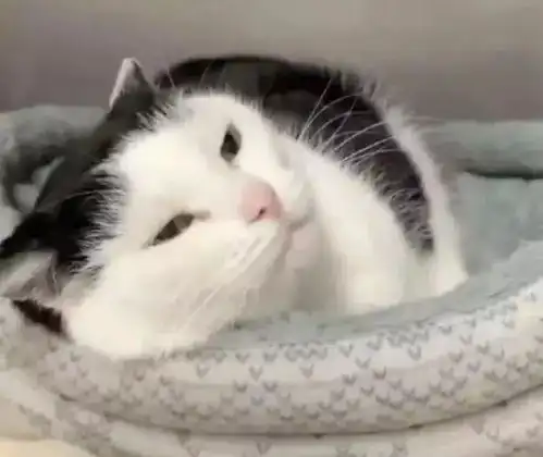收容所广告这只奶牛猫非常坏,领养请慎重没想到竟吸引几百人来领养
